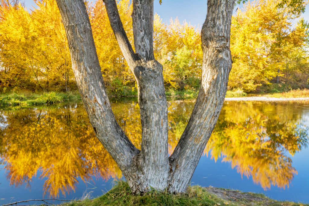 Boise river with forked tree autumn reflections